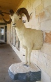 1/2 BODY DALL SHEEP  TAXIDERMY