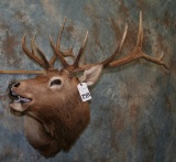 6X6 ELK SH MT TAXIDERMY