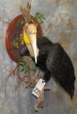 RARE WREATH HORNBILL  TAXIDERMY