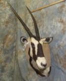 GEMSBOK SH MT TAXIDERMY