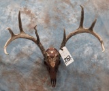 CARVED WHITETAIL SKULL  TAXIDERMY