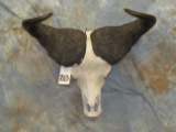 CAPE BUFFALO SKULL TAXIDERMY