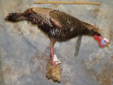 LIFESIZE TURKEY TAXIDERMY