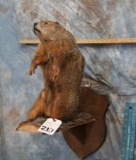 LIFESIZE GROUNDHOG ON LOG TAXIDERMY