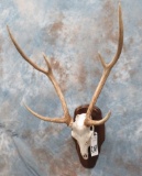 AXIS DEER SKULL TAXIDERMY