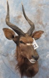 NYALA SH MT TAXIDERMY