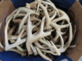 50 LARGE GRADE A WHITETAIL SHEDS APPROX 50 LBS TAXIDERMY