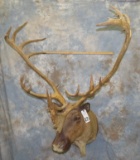 CARIBOU SH MT TAXIDERMY
