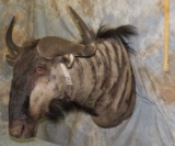 BLUE WILDEBEEST SH MT TAXIDERMY