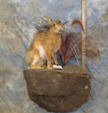 LIFESIZE RABBIT ON WALL PEDESTAL TAXIDERMY