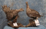 2 LIFESIZE SHARPTAIL GROUSE (2X$) TAXIDERMY