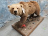 FB GRIZZLY BEAR ON 4 LEGS TAXIDERMY