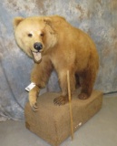 LIFESIZE BROWN BEAR ON 4 LEGS TAXIDERMY