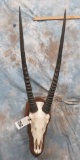 GEMSBOK SKULL ON WOODEN PLAQUE TAXIDERMY
