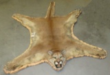 MOUNTAIN LION RUG WITH MOUNTED HEAD TAXIDERMY