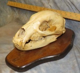 BLK BEAR SKULL ON PLAQUE TAXIDERMY