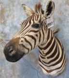 ZEBRA SH MT TAXIDERMY