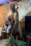 GIANT LIFESIZE BROWN BEAR  TAXIDERMY