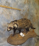 LIFESIZE AFRICAN CIVET CAT TAXIDERMY