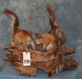 2 LIFESIZE ALBERT SQUIRRELS ON LOG TAXIDERMY