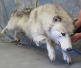 LIFESIZE WOLF TAXIDERMY