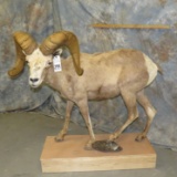 LIFESIZE DESERT SHEEP TAXIDERMY