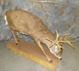 LIFESIZE WHITETAIL XL RACK TAXIDERMY
