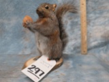 SQUIRREL WITH A NUT  TAXIDERMY