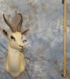 WHITE SPRINGBOK SH MT TAXIDERMY