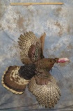 LIFESIZE FLYING TURKEY TAXIDERMY
