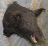 HOG SH MT TAXIDERMY