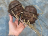 2 SHRUNKEN HEADS (2X$)