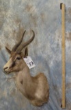CHOCOLATE SPRINGBOK SH MT TAXIDERMY