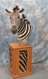 ZEBRA PED MT  TAXIDERMY