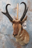 PRONGHORN SH MT  TAXIDERMY
