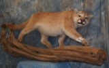 LIFESIZE MOUNTAIN LION TAXIDERMY