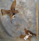 2 ROCKY MTN QUAIL (2X$) TAXIDERMY