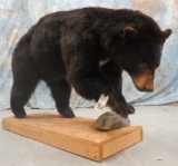 LIFESIZE BLACK BEAR TAXIDERMY