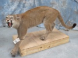 LIFESIZE MTN LION TAXIDERMY