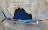 BEAUTIFUL SAILFISH TAXIDERMY