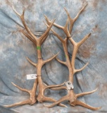 2 SETS OF ELK ANTLERS (2X$)