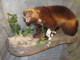 LIFESIZE WOLVERINE TAXIDERMY