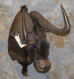 BLACK WILDEBEEST SH MT TAXIDERMY