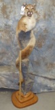 EXTREMELY UNIQUE COUGAR PEDESTAL TAXIDERMY