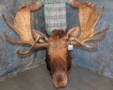 REALLY NICE MOOSE SH MT TAXIDERMY