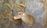 2 WHITETAIL SH MTS (2x$)