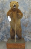 LIFESIZE STANDING BROWN BEAR TAXIDERMY