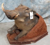 1/2 BODY WARTHOG COMING OUT OF DEN  TAXIDERMY