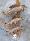3 ARCTIC REAL SKIN GRAYLINGS FISH (ONE $) TAXIDERMY