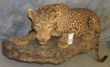 LIFESIZE LEOPARD (TX RES) TAXIDERMY